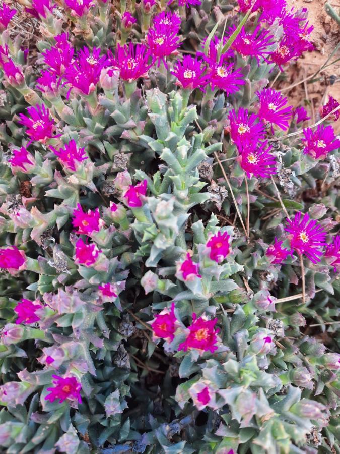 Maella Campo Golden Heritage מראה חיצוני תמונה